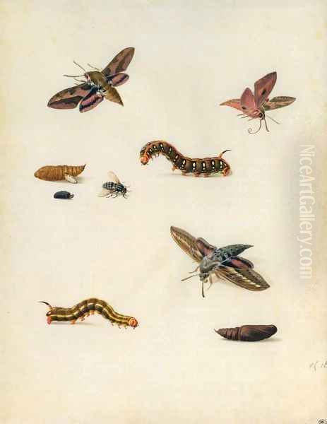 Insects Oil Painting by Herman Henstenburgh