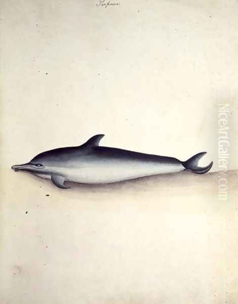 Porpoise Common dolphin Oil Painting by John Hunter