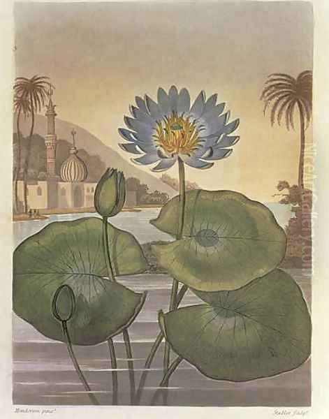 Nymphaea coerulea Blue Egyptian Water Lily Oil Painting by Henderson