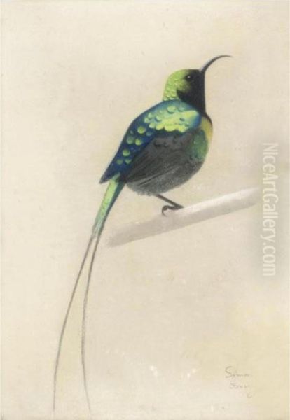 Sunbird Oil Painting by Simon Albert Bussy