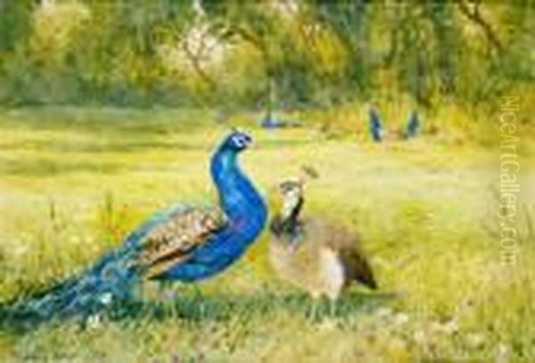 Peacocks At Kilmurry Oil Painting by Mildred Anne Butler