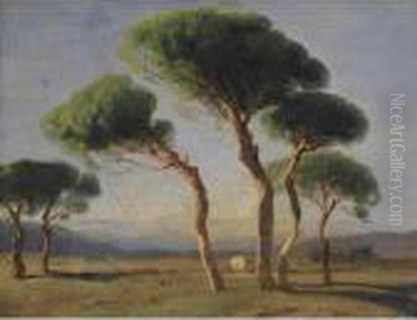 Study Of Umbrella Pines Oil Painting by Alexandre Calame