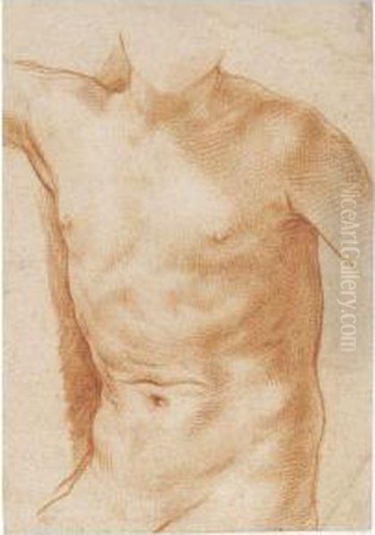 Study Of A Torso Oil Painting by Simone Cantarini Il Pesarese