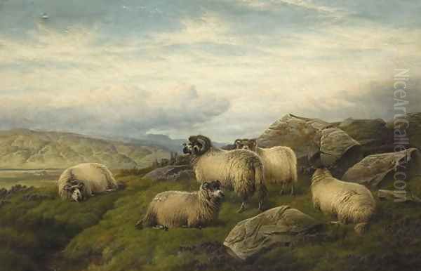 Sheep Oil Painting by Charles Jones