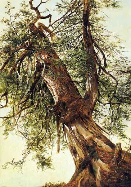 Study of a Cedar Oil Painting by David Johnson