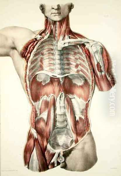 Flayed torso Oil Painting by Nicolas Henri Jacob