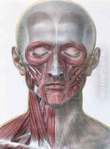 Musculature of the face Oil Painting by Nicolas Henri Jacob