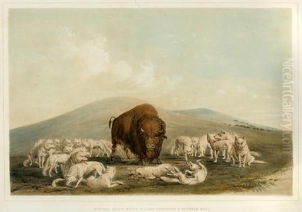 Buffalo Hunt, White Wolves Attacking A Buffalo Bull Oil Painting by George Catlin