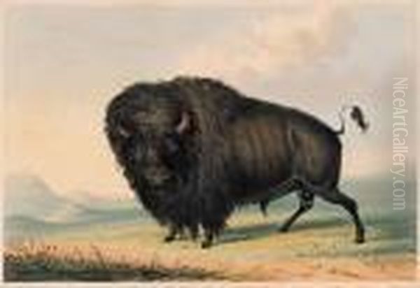 Buffalo Bull Grazing Oil Painting by George Catlin