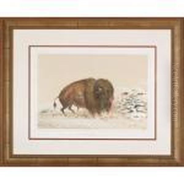 Buffalo Bull Grazing Oil Painting by George Catlin