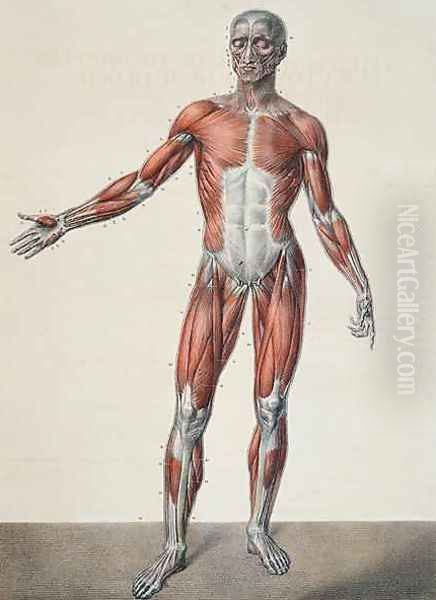 Anatomy of the human body 2 Oil Painting by Nicolas Henri Jacob