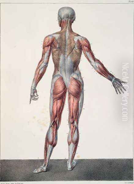 Anatomy of the human body Oil Painting by Nicolas Henri Jacob