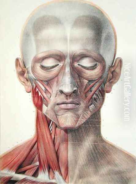 Musculature of the face 2 Oil Painting by Nicolas Henri Jacob