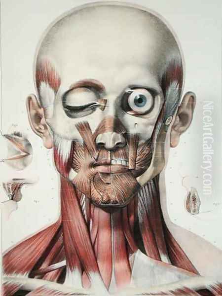 Musculature of the face with the orbit of the eye Oil Painting by Nicolas Henri Jacob