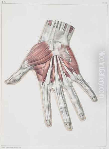 Musculature of the hand Oil Painting by Nicolas Henri Jacob