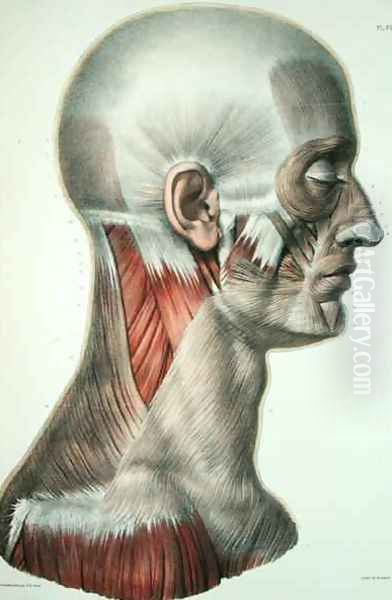 Musculature of the face Oil Painting by Nicolas Henri Jacob