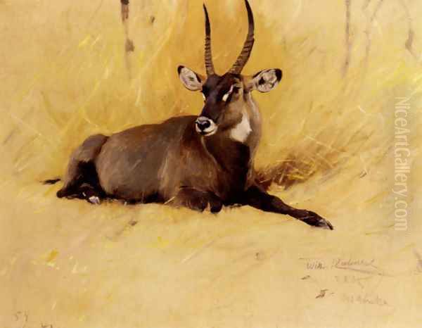 A Common Waterbuck Oil Painting by Wilhelm Kuhnert