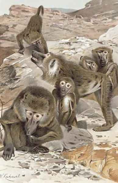 Baboon Oil Painting by Wilhelm Kuhnert