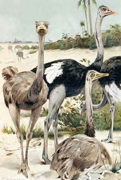 Ostrich plate from Brehms Tierleben Allgemeine Kunde des Tierreichs Oil Painting by Wilhelm Kuhnert