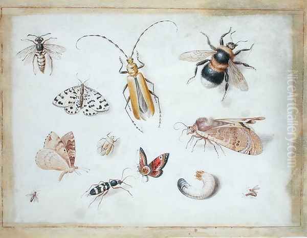 A Study of Butterflies and other Insects Oil Painting by Jan van Kessel