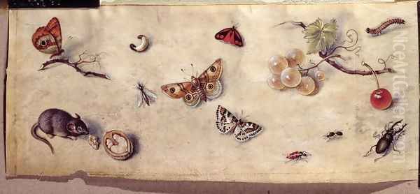 A Study of Various Insects Fruit and Animals 2 Oil Painting by Jan van Kessel