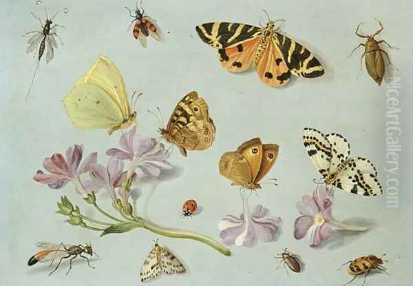 Butterflies moths and other insects with a sprig of periwinkle Oil Painting by Jan van Kessel