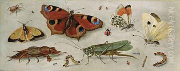 Studies of butterflies, moths, a dragonfly, a grasshopper and other insects Oil Painting by Jan van Kessel