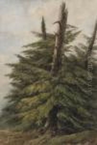 Sapins Oil Painting by Ciceri, Eugene