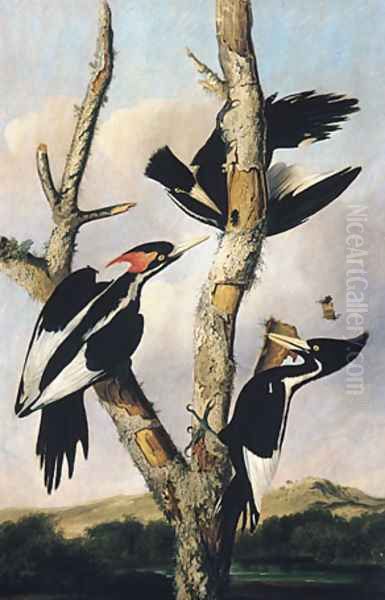 Ivory-billed Woodpeckers Oil Painting by Joseph Bartholomew Kidd