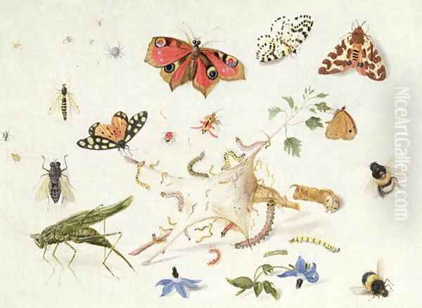 Study of Insects and Flowers Oil Painting by Ferdinand van Kessel