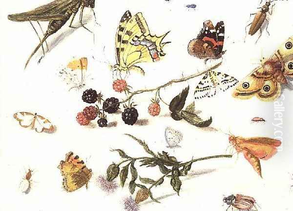 Study of Insects Flowers and Fruits Oil Painting by Ferdinand van Kessel