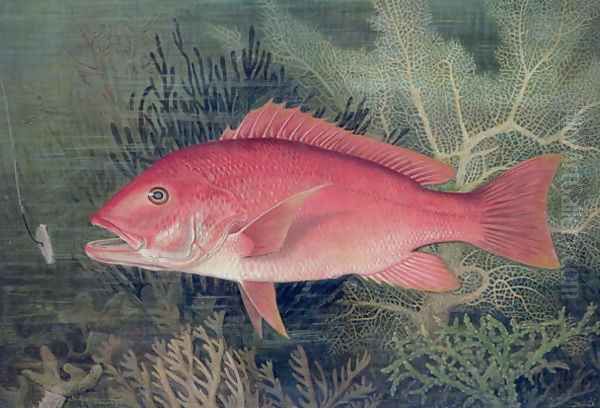 Red Snapper from Game Fishes of the United States Oil Painting by S.A. Kilbourne