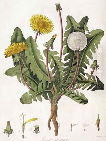 Dandelion Oil Painting by William Kilburn