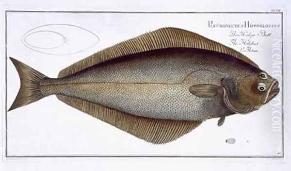 Halibut Pleuronectes Hippoglossus Oil Painting by Andreas-Ludwig Kruger