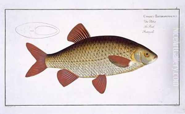 Red Carp Cyprinus Erithrophthalmus Oil Painting by Andreas-Ludwig Kruger