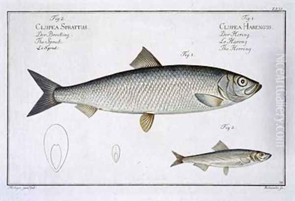 Herring Clupea Harengus Oil Painting by Andreas-Ludwig Kruger