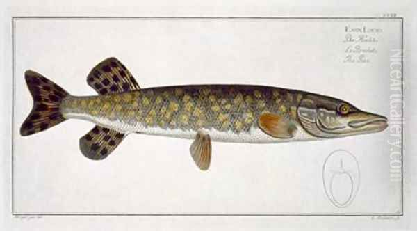 Pike Esox Lucio Oil Painting by Andreas-Ludwig Kruger