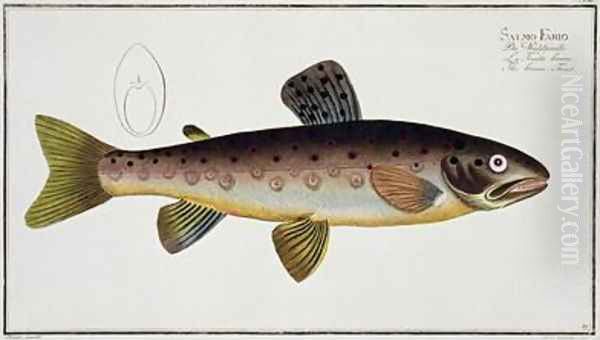 Brown Trout Salmo Iasustris Oil Painting by Andreas-Ludwig Kruger