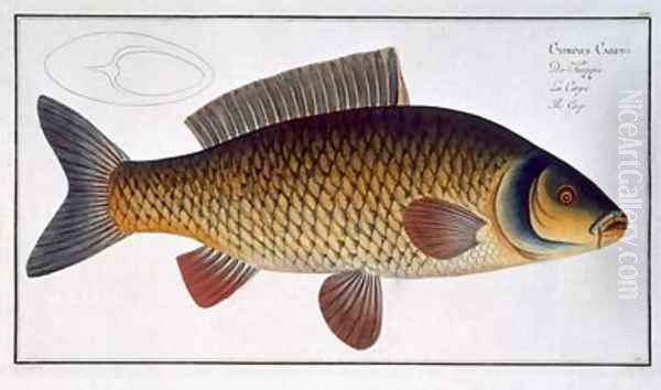 Carp Cyprinus Carpio Oil Painting by Andreas-Ludwig Kruger