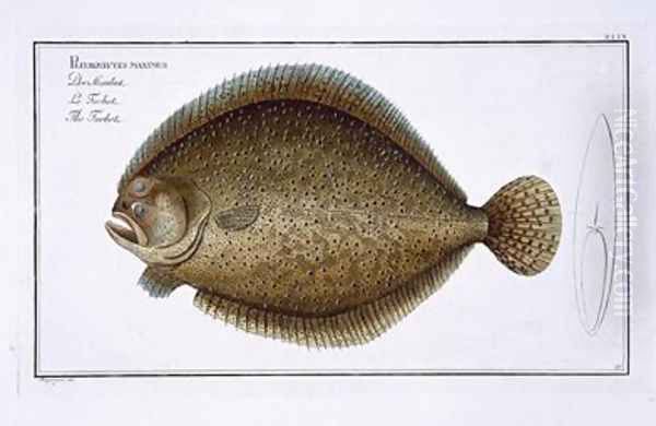 Turbot Pleuronectes Maximus Oil Painting by Andreas-Ludwig Kruger