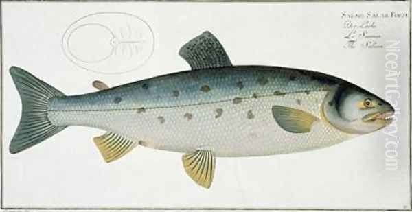 Salmon Salmo Salar Oil Painting by Andreas-Ludwig Kruger