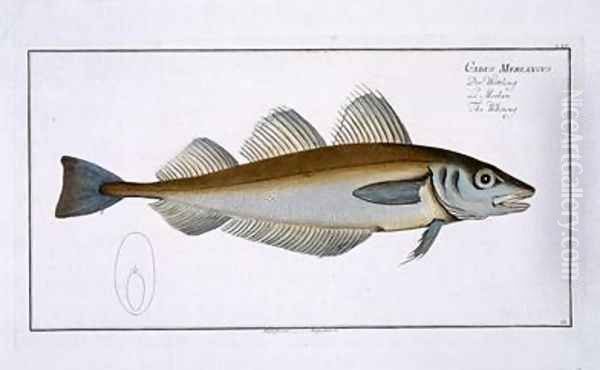 Whiting Gadus Merlangus Oil Painting by Andreas-Ludwig Kruger