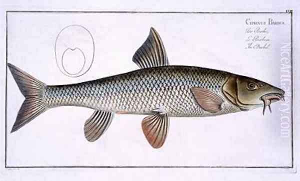 Barbel Cyprinus Barbus Oil Painting by Andreas-Ludwig Kruger