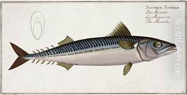 Mackerel Scomber Scomber Oil Painting by Andreas-Ludwig Kruger