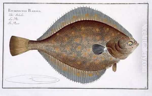 Plaice Pleuronectes Platessa Oil Painting by Andreas-Ludwig Kruger