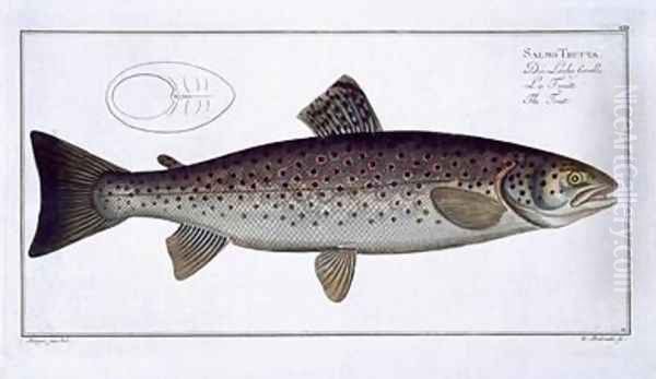 Sea Trout Salmo Trutta Oil Painting by Andreas-Ludwig Kruger