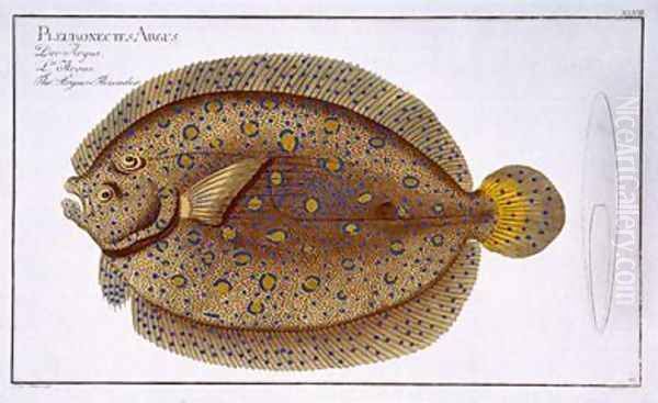 The Argus Flounder Pleuronectes Argus Oil Painting by Andreas-Ludwig Kruger