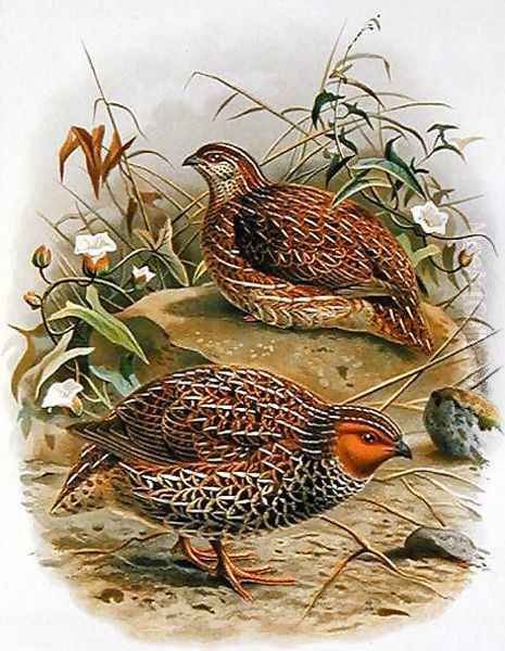 New Zealand Quail Oil Painting by Johan Gerard Keulemans