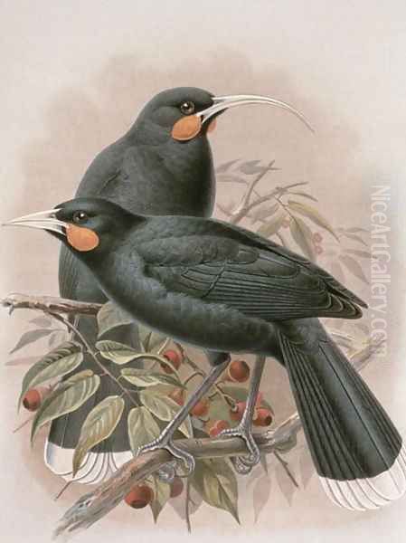 Huia Oil Painting by Johan Gerard Keulemans