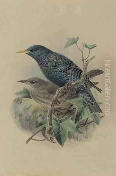 An adult and a juvenile European starling Oil Painting by Johan Gerard Keulemans